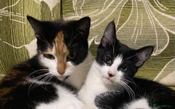 Mixed Breed cats for sale: Calico & Mixed Breed - Image 3