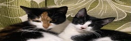 Mixed Breed cats for sale: Calico & Mixed Breed - Advert 3