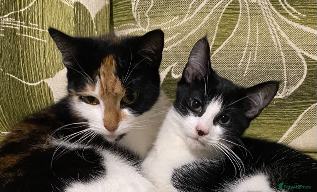 Mixed Breed cats for sale: Calico & Mixed Breed - Image 3