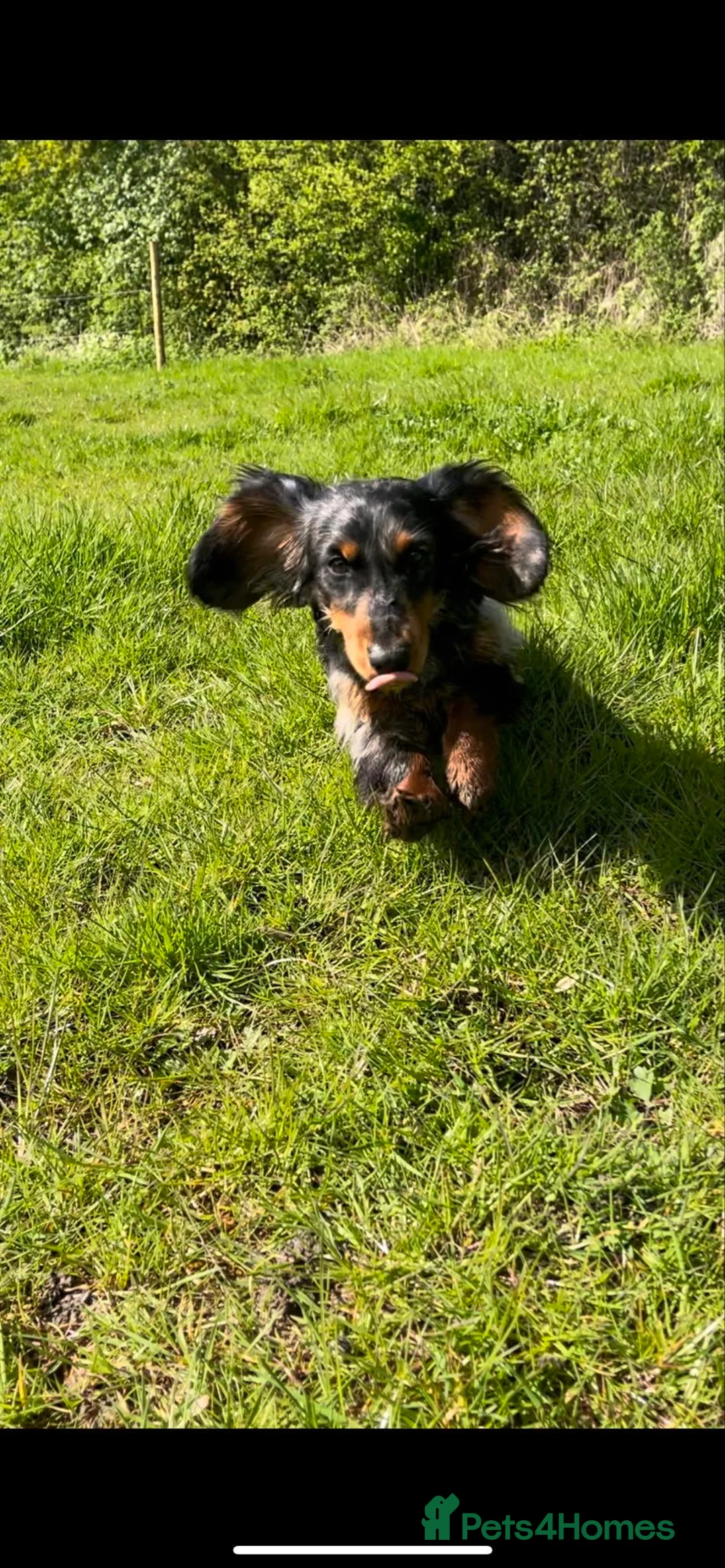 Miniature Dachshund dogs for stud: Stunning long  silver dapple stud boy  in Doncaster - Advert 4