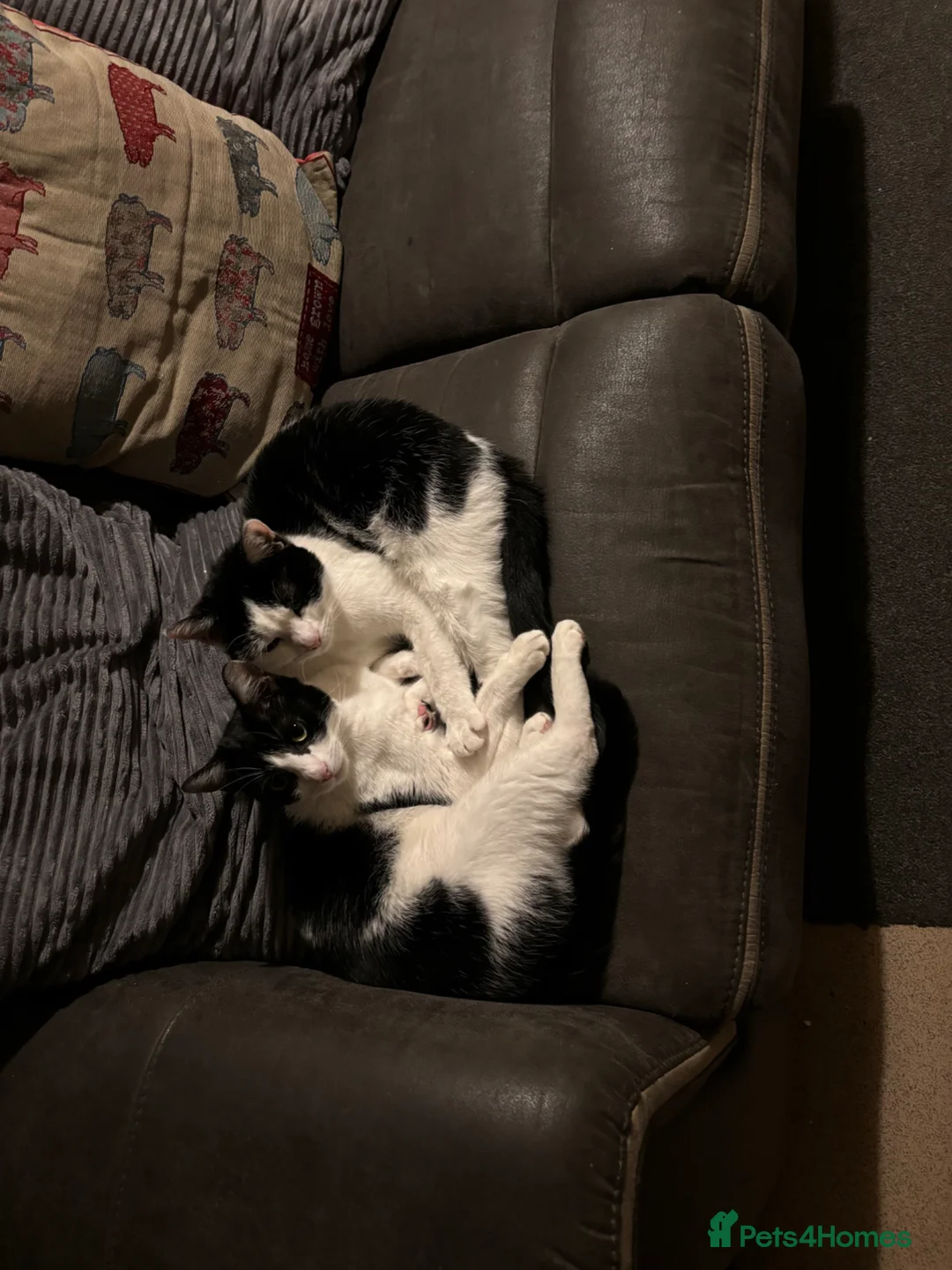 British Shorthair cats for sale: 3 lovely cats available  - Advert 2