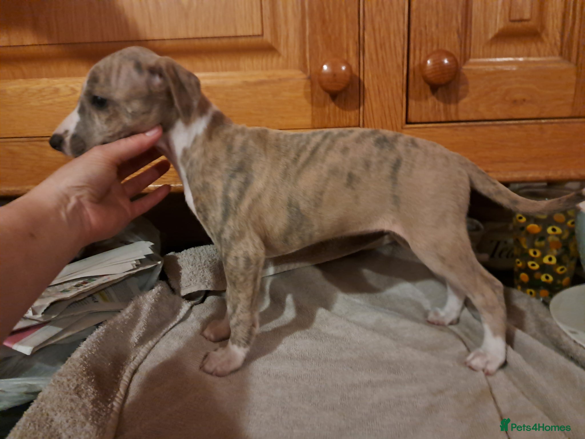 Whippet dogs 1 Beautiful male KC Reg Whippet Puppy - Advert 1