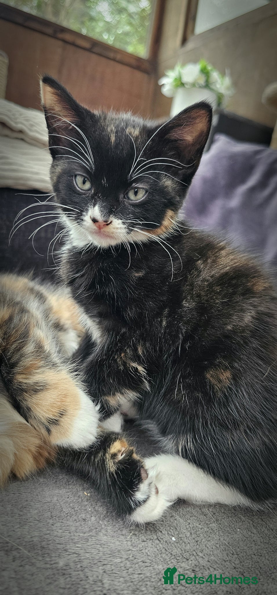 Mixed Breed cats 3 Lovely Kittens READY FOR A NEW HOME NOW !!! - Advert 3