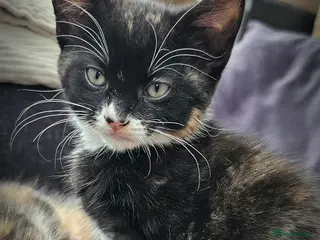 Mixed Breed cats 3 Lovely Kittens READY FOR A NEW HOME NOW !!! - Advert 17