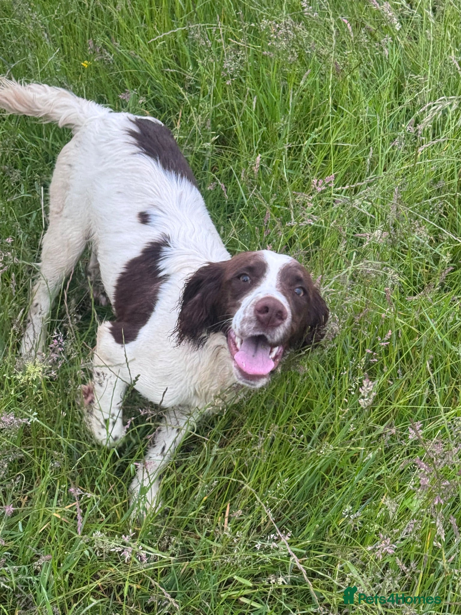 English Springer Spaniel dogs Young Springer dog looking for the best of homes - Advert 2