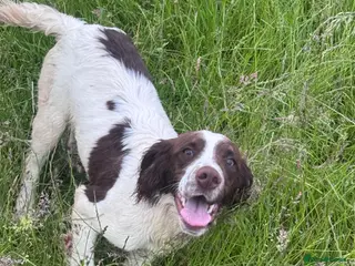 English Springer Spaniel dogs Young Springer dog looking for the best of homes - Advert 13