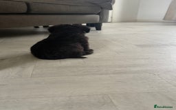 Mixed Breed dogs for sale: 6 fluffy frenchie cross puppies - Image 18