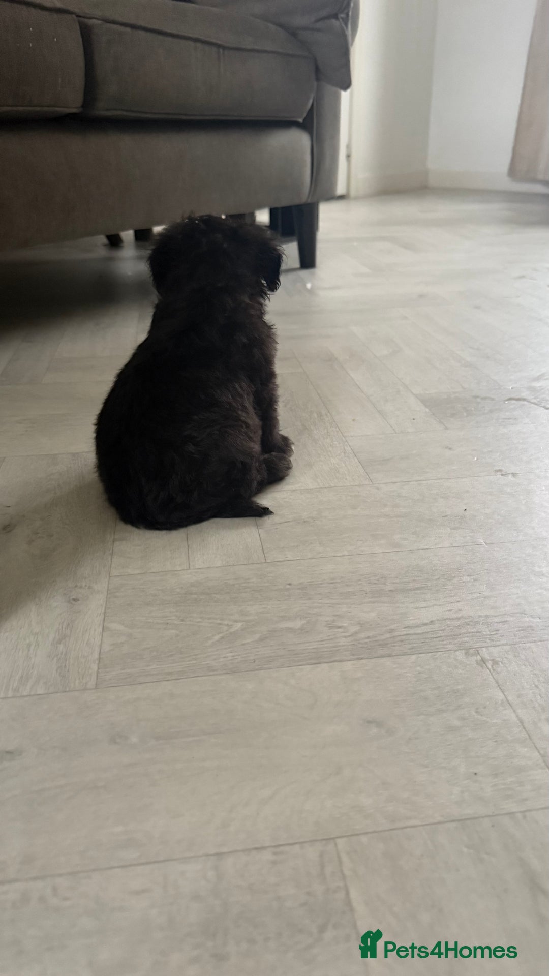 Mixed Breed dogs for sale: 6 fluffy frenchie cross puppies - Image 18
