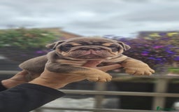 English Bulldog dogs for sale: English bull dogs  - Image 8