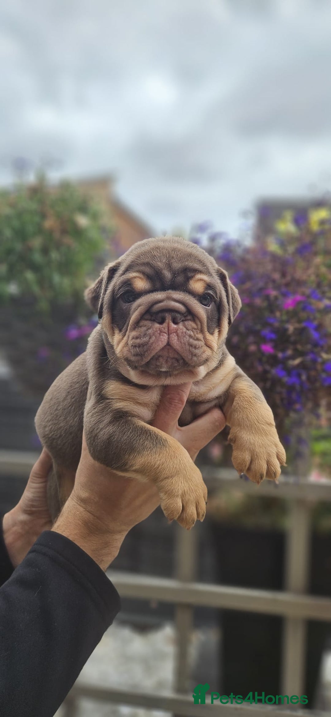 English Bulldog dogs for sale: English bull dogs  - Image 8