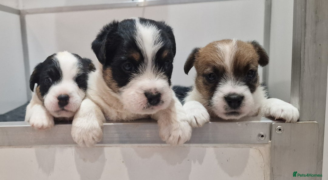 Jack Russell dogs for sale: KC Reg Jack Russell Pups,Parents DNA health tested - Image 6