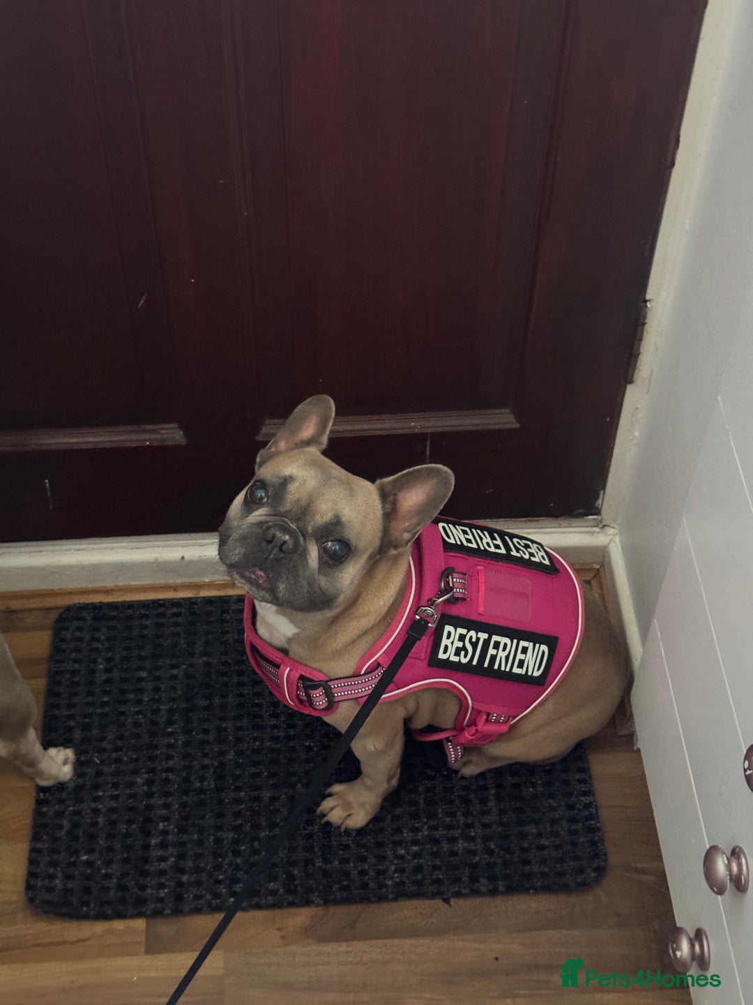 French Bulldog dogs for sale: Cuddle Bear Biscoff - Female French Bulldog - Image 2