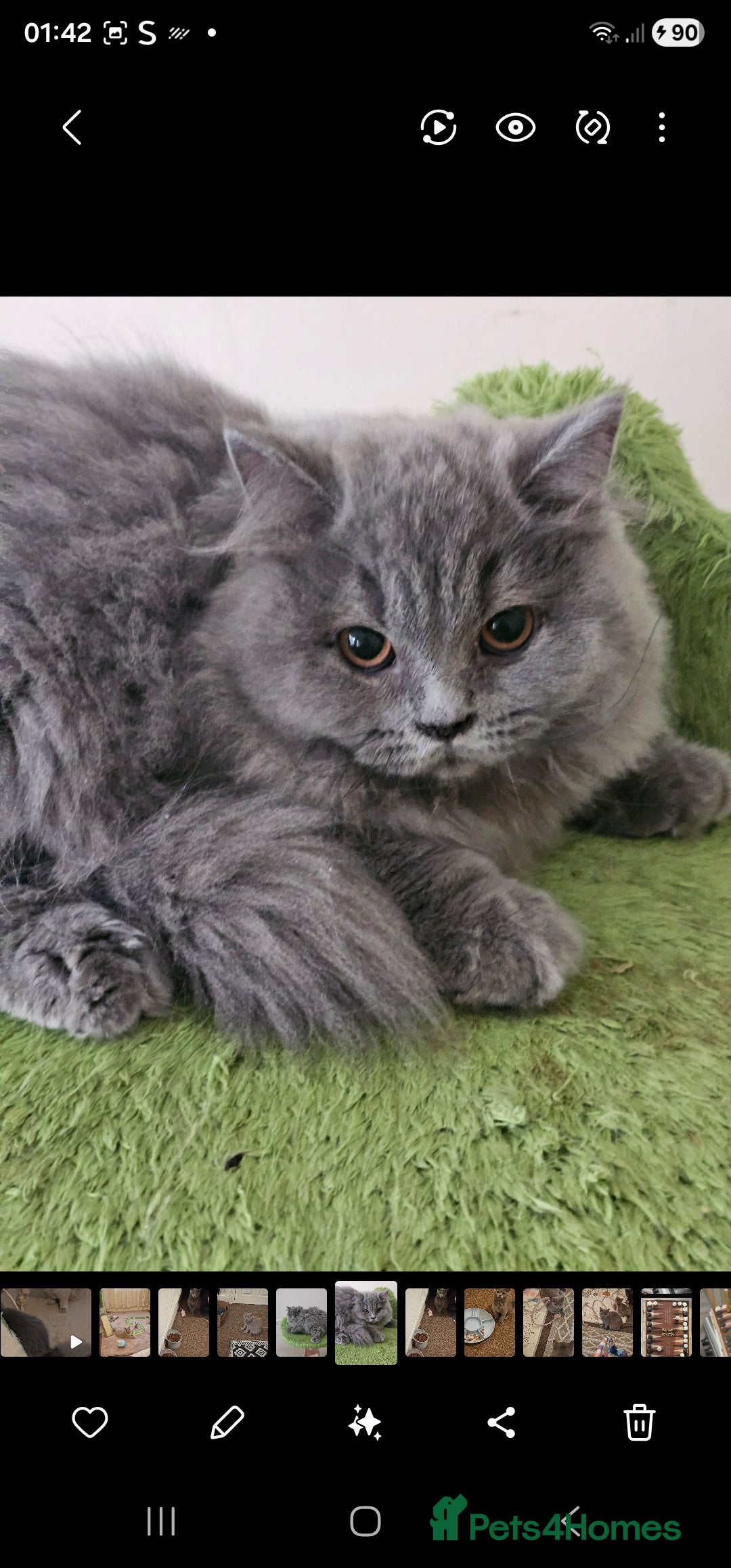 British Shorthair cats British shorthair and longhair  - Advert 5