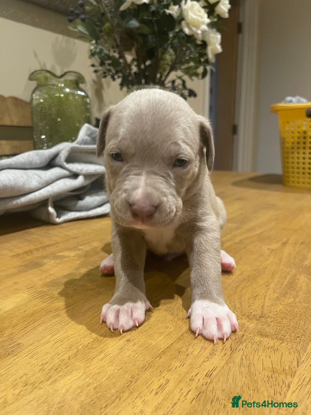 Mixed Breed dogs for sale: 9 Gorgeous pups looking for their forever home - Image 25
