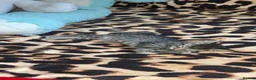 Mixed Breed cats for sale: Mixed breed female Kitten for sell - Advert 3