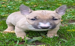 English Bull Terrier dogs for sale: KC REG ENGLISH BULL TERRIER PUPS - Image 5