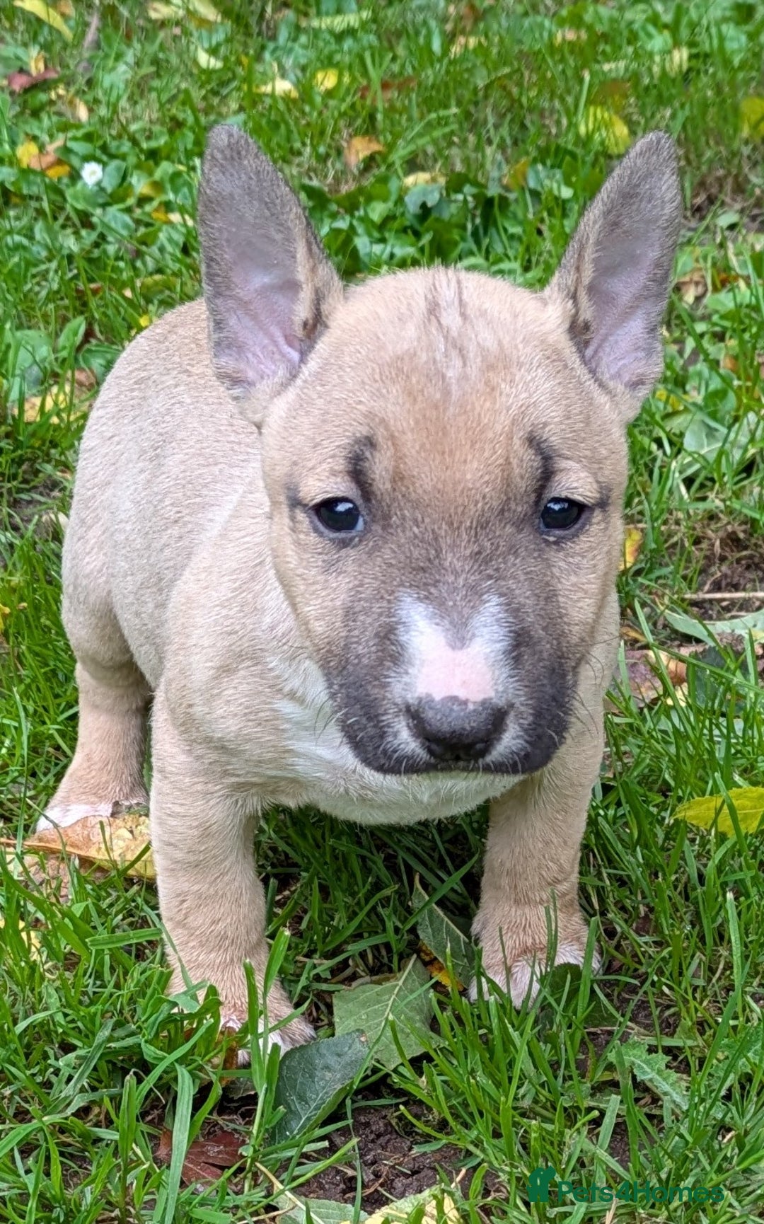 English Bull Terrier dogs for sale: KC REG ENGLISH BULL TERRIER PUPS - Image 5