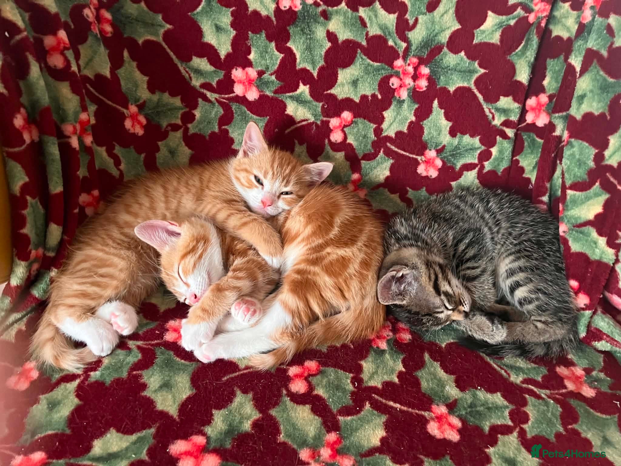Mixed Breed cats 3 Gorgeous female kittens - Advert 1