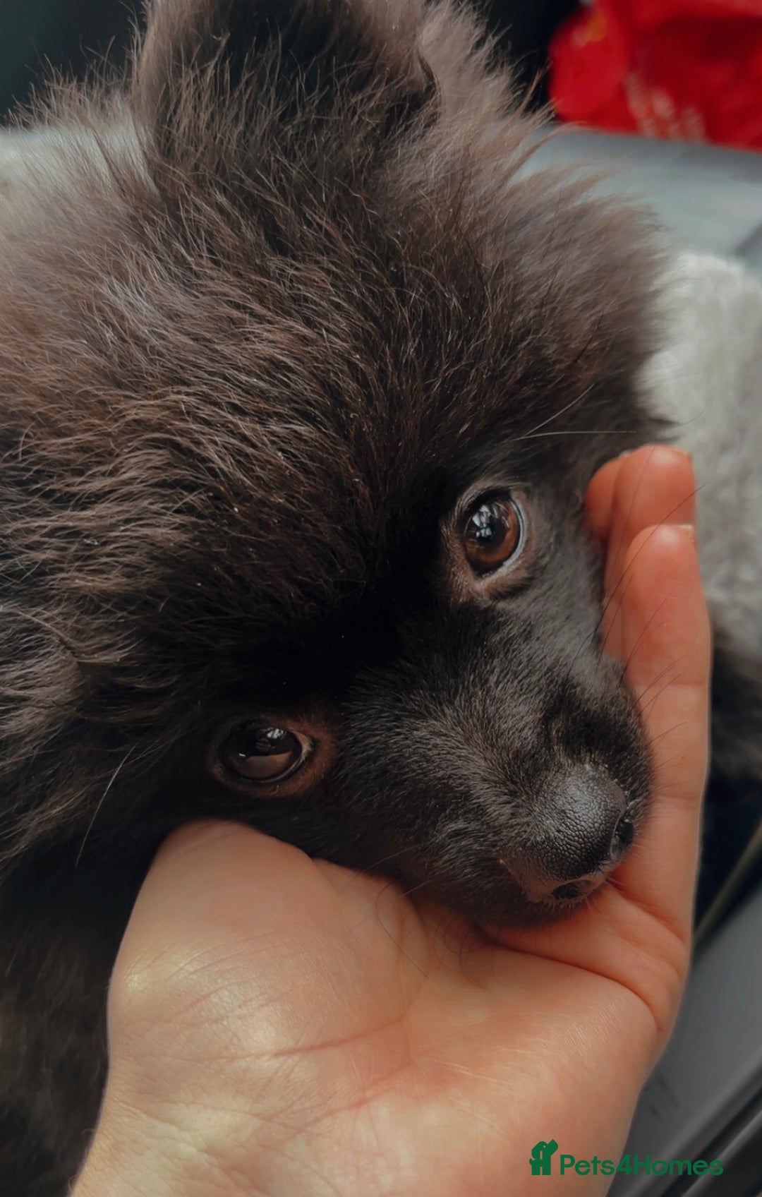 Pomeranian dogs for sale: BEAR 7 month pomeranian - Advert 9