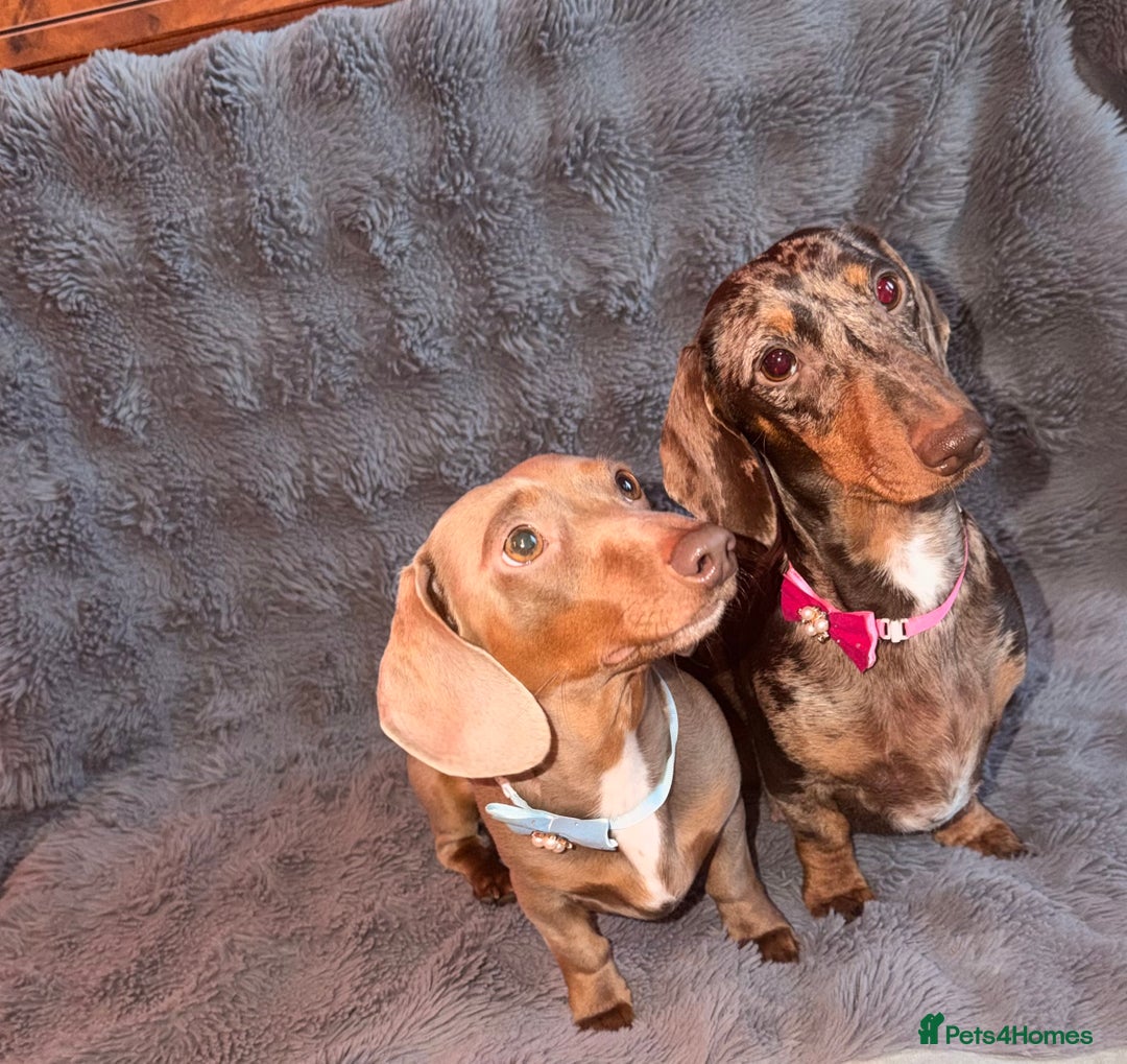 Miniature Dachshund dogs for sale: Miniature Dachshunds puppy's for sale.  - Advert 8