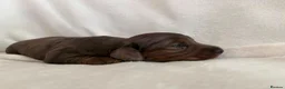 Miniature Dachshund dogs for sale: Stunning KC Reg Long-Haired Mini Dachshund Puppies in Sheffield - Advert 3