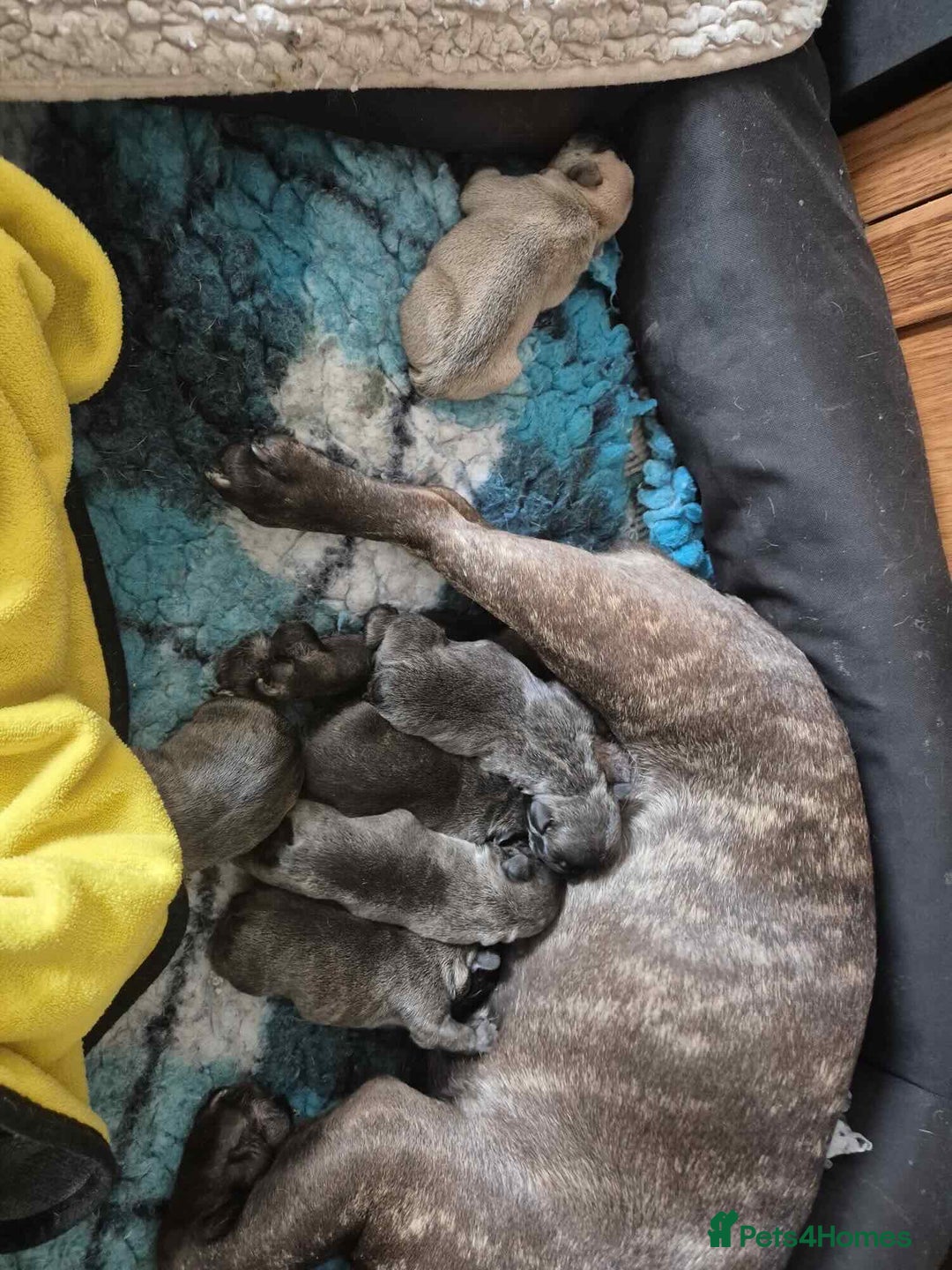 French Bulldog dogs for sale: Home-Reared French Bulldog Puppies – KC Registered - Image 15