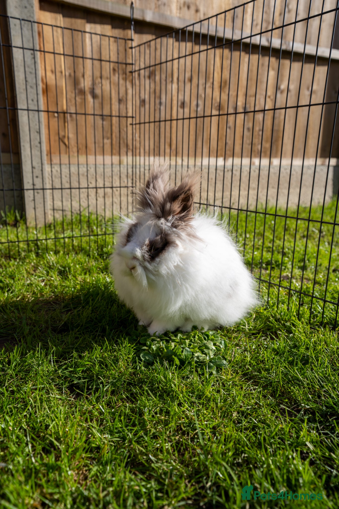 Lionhead rabbits Lionhead - boy - Advert 12