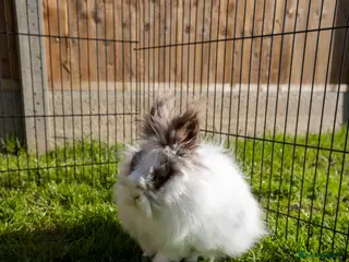 Lionhead rabbits Lionhead - boy - Advert 12