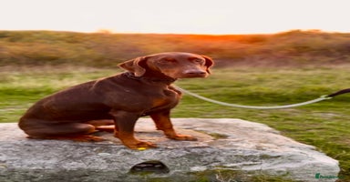 Dobermann dogs - Advert 6