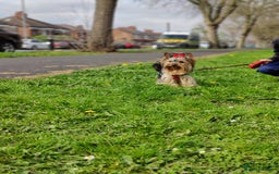 Yorkshire Terrier dogs for sale: Outstanding RARE Yorkshire terrier Chocolate - Image 27