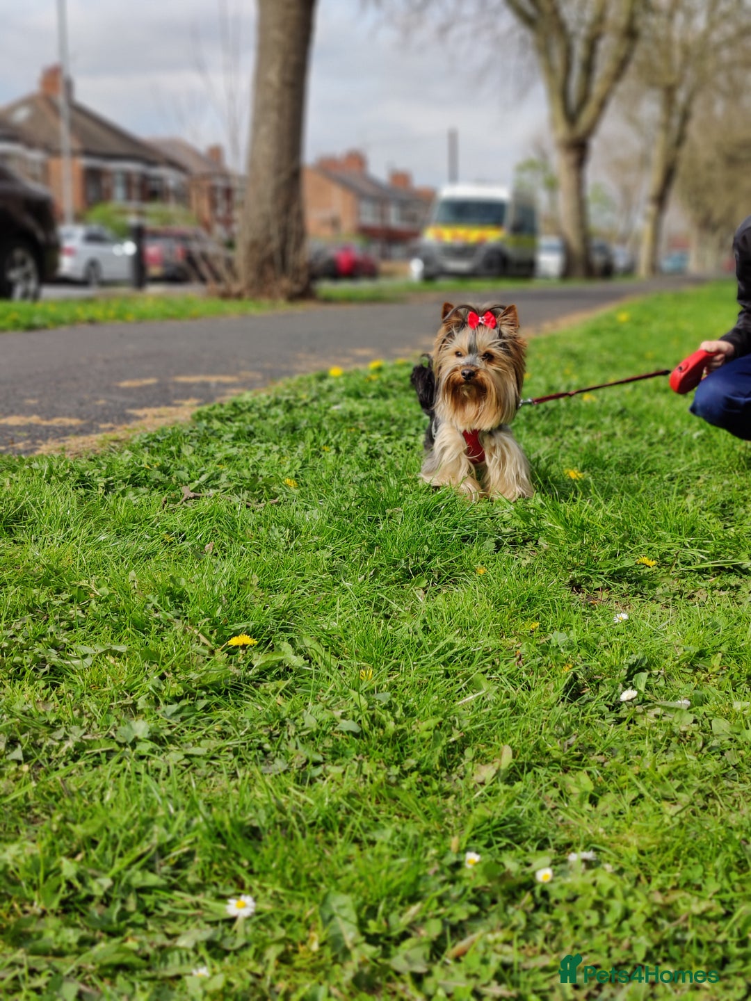 Yorkshire Terrier dogs for sale: Outstanding RARE Yorkshire terrier Chocolate - Image 27