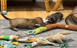 Miniature Dachshund dogs for sale: Gorgeous shaded cream pups - Image 14