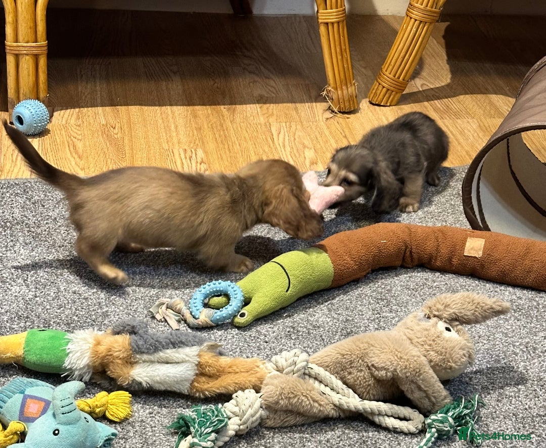 Miniature Dachshund dogs for sale: Gorgeous shaded cream pups - Image 14