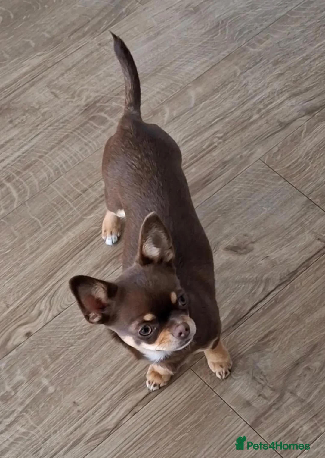 Chihuahua dogs for sale: Chihuahua Puppy  - Advert 6