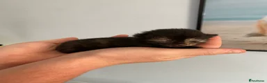 Darker tortie girl 