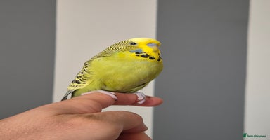 Budgerigars birds - Advert 10