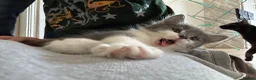 Mixed Breed cats for sale: Sweet boy ready to find his home - Advert 7