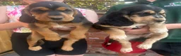 Cockerdor dogs for sale: Beautifully marked Cockerdor puppies - Advert 3