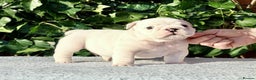 English Bulldog dogs for sale: ** PUREBRED STANDARD COLOUR BULLDOG PUPPIES** - Advert 8