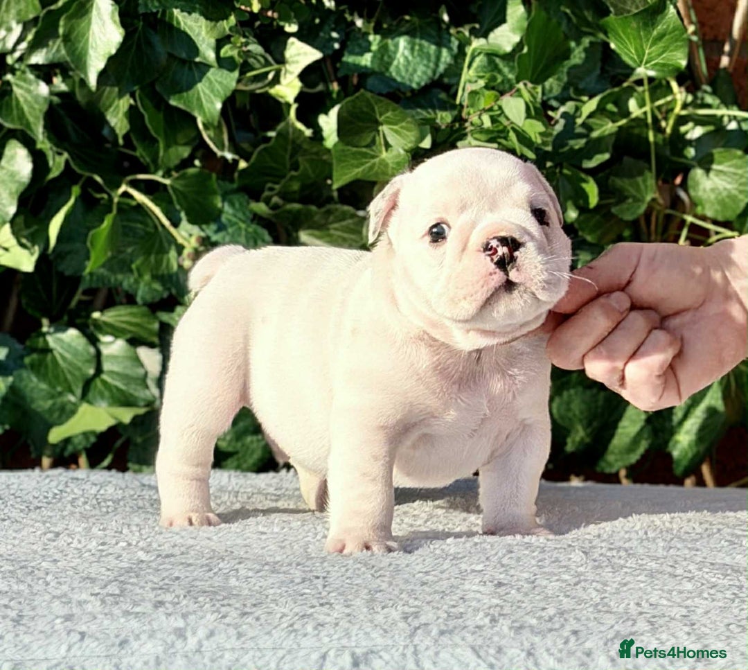 English Bulldog dogs for sale: ** PUREBRED STANDARD COLOUR BULLDOG PUPPIES** - Advert 8