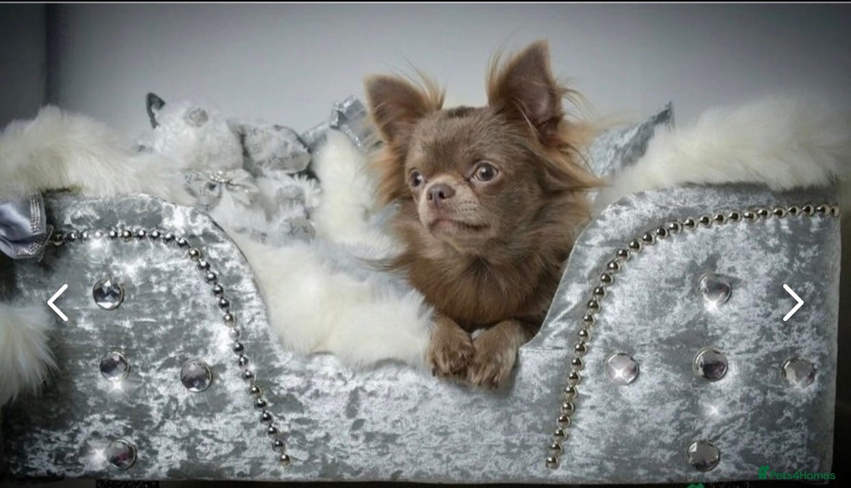 Chihuahua dogs Quality Russian import LC KC for stud in Torquay - Advert 3