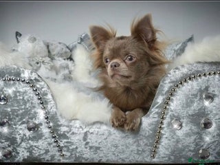 Chihuahua dogs in Torquay - Advert 1