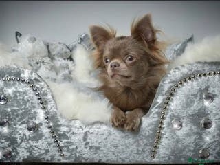 Chihuahua dogs Quality Russian import LC KC for stud in Torquay - Advert 1