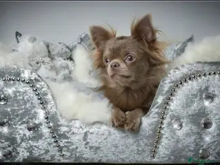 Chihuahua dogs Quality Russian import LC KC for stud in Torquay - Advert 4