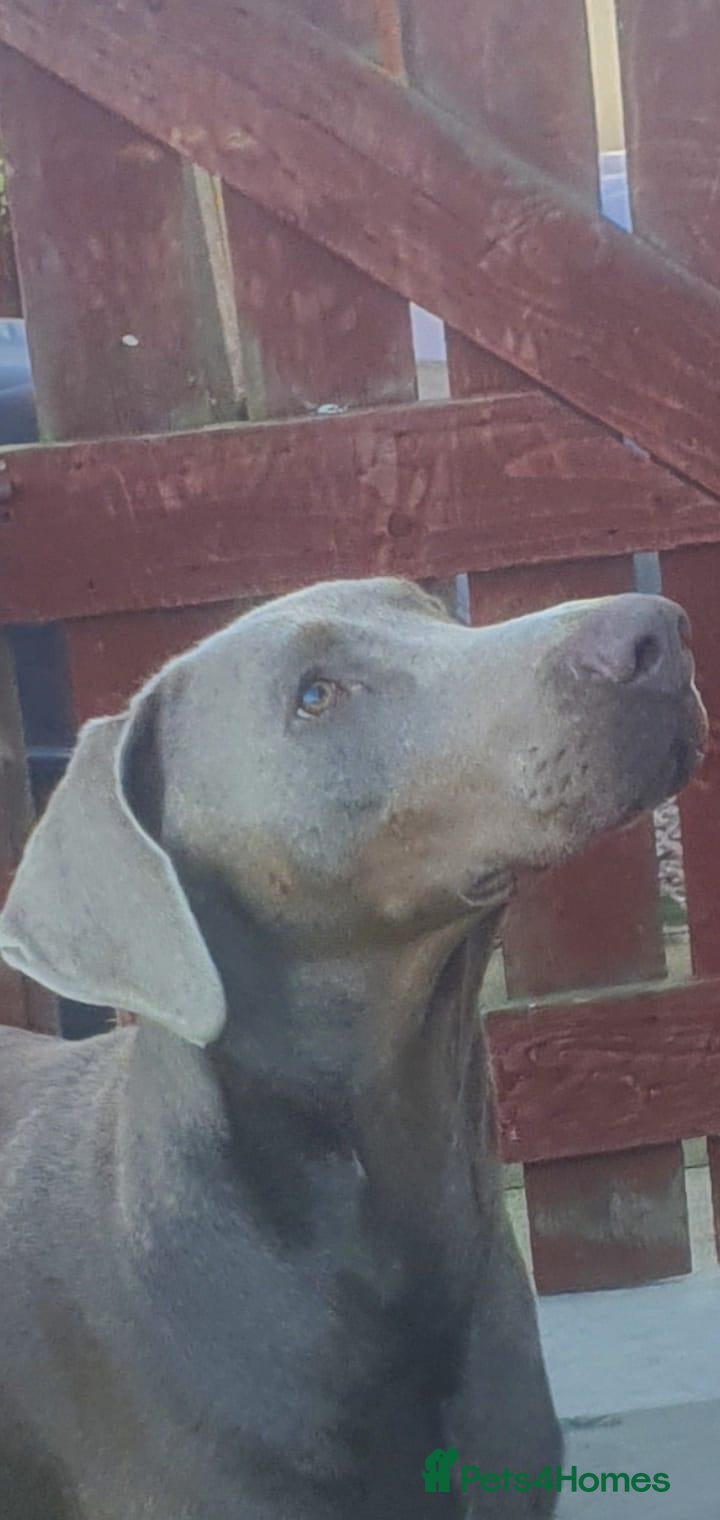 Dobermann dogs Proven KC Isabella Fawn Stud Champion Bloodlines - Advert 1
