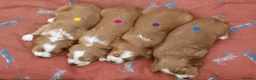 Cocker Spaniel dogs for sale: KC registered Working Cocker bitch pups - Advert 19