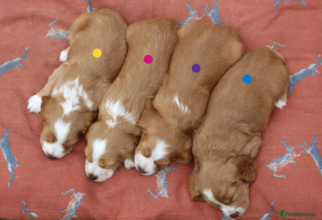 Cocker Spaniel dogs for sale: KC registered Working Cocker bitch pups - Advert 19