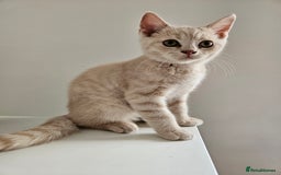 British Shorthair cats for sale: Last gorgeous boy left - Image 1