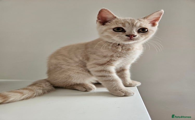 British Shorthair cats - Advert 4