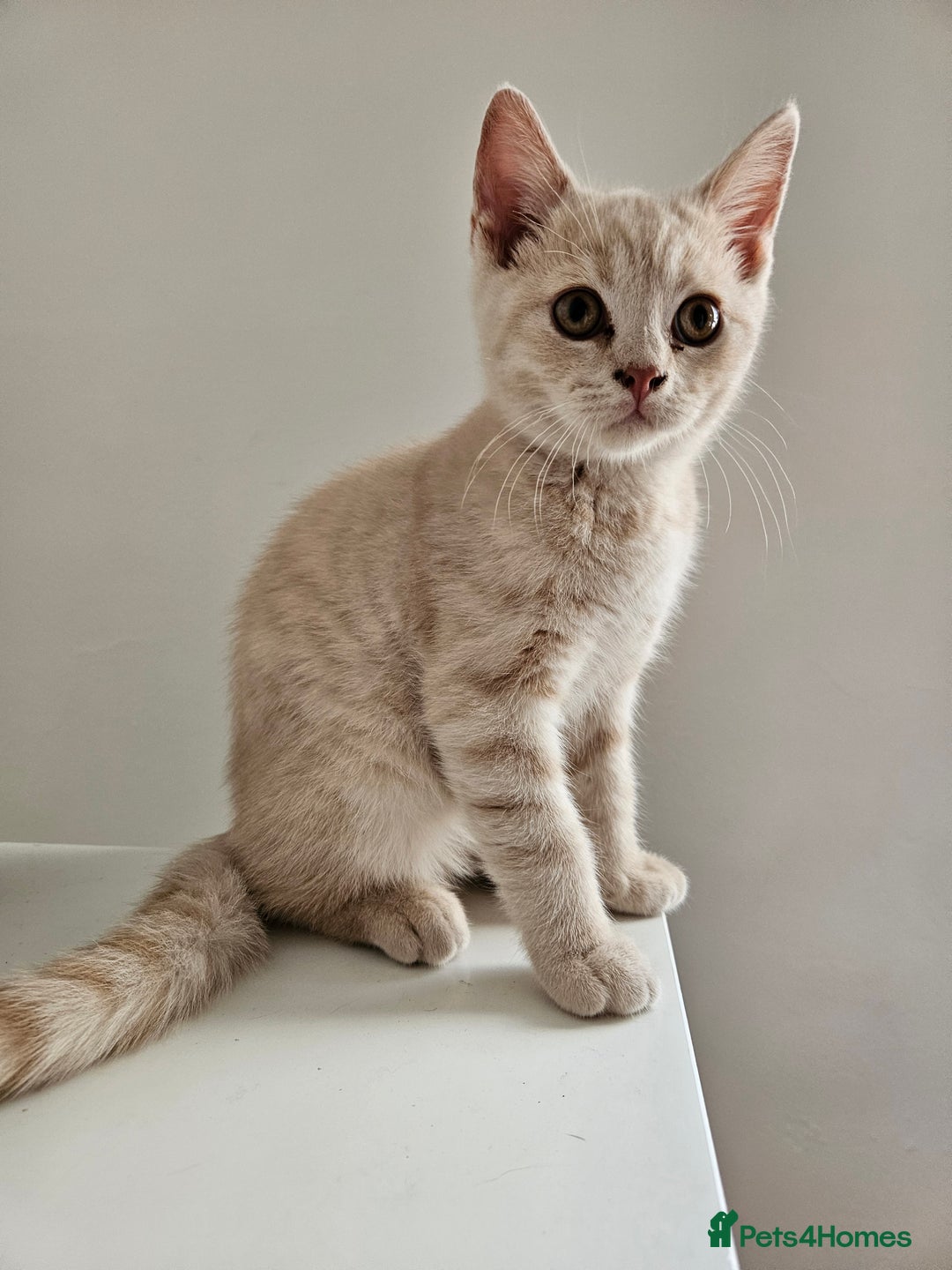 British Shorthair cats for sale: Last gorgeous boy left - Image 1